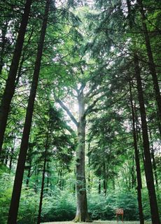 Champagne Henri Giraud