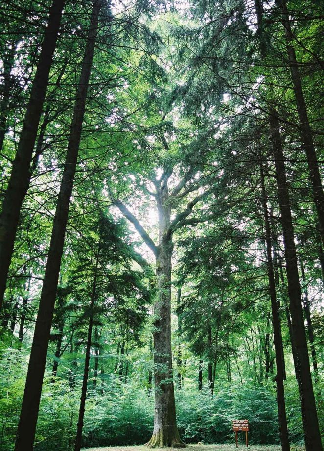 Champagne Henri Giraud