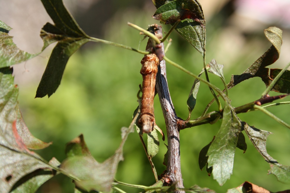 Early thorn (Selenia dentaria) larva on hostplant (hawthorn-crataeous species). The caterpillar blends in with the branches around it, an example of masquerading camouflage.