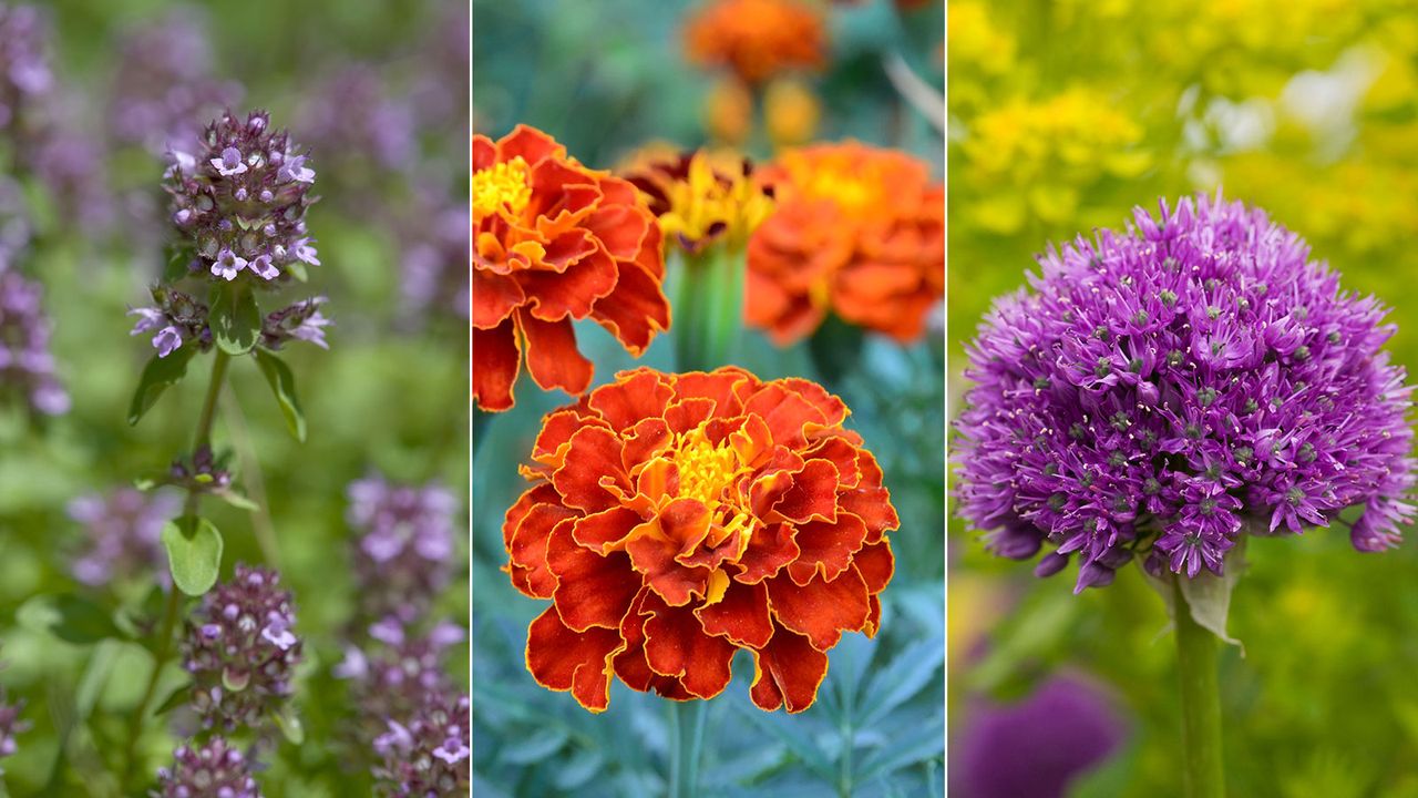 lemon thyme, French marigolds, purple allium