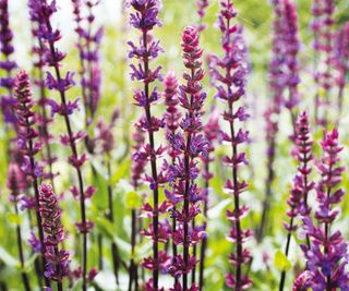 Salvia nemorosa 'Caradonna' In Flower