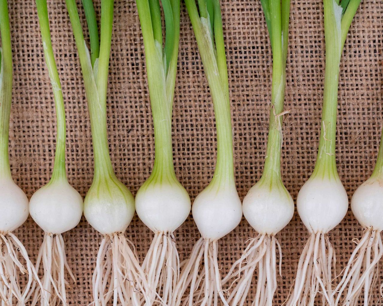 Home Advice Vegetables to plant in August: top 10 crops to sow and grow for months of easy harvests 3 spring onion White Lisbon