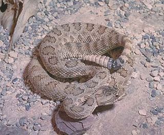 Grand Canyon pink rattlesnake