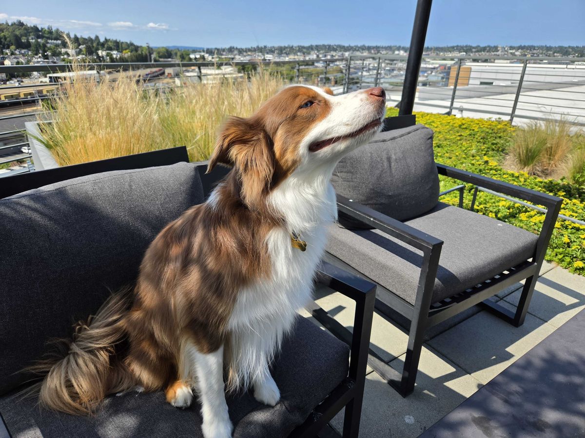 A dog in a chair