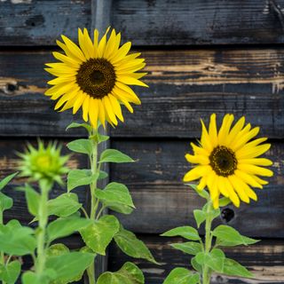 Sunflowers growing in front of wooden wall