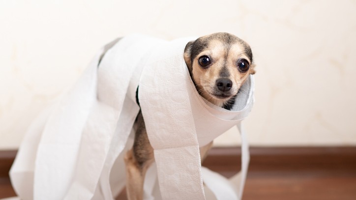 A vet’s guide to dog constipation PetsRadar