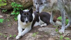 A Karelian bear dog is companion to a trained wolf in the forest.