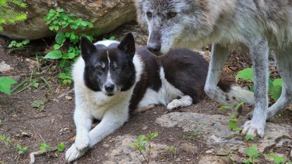 A Karelian bear dog is companion to a trained wolf in the forest.
