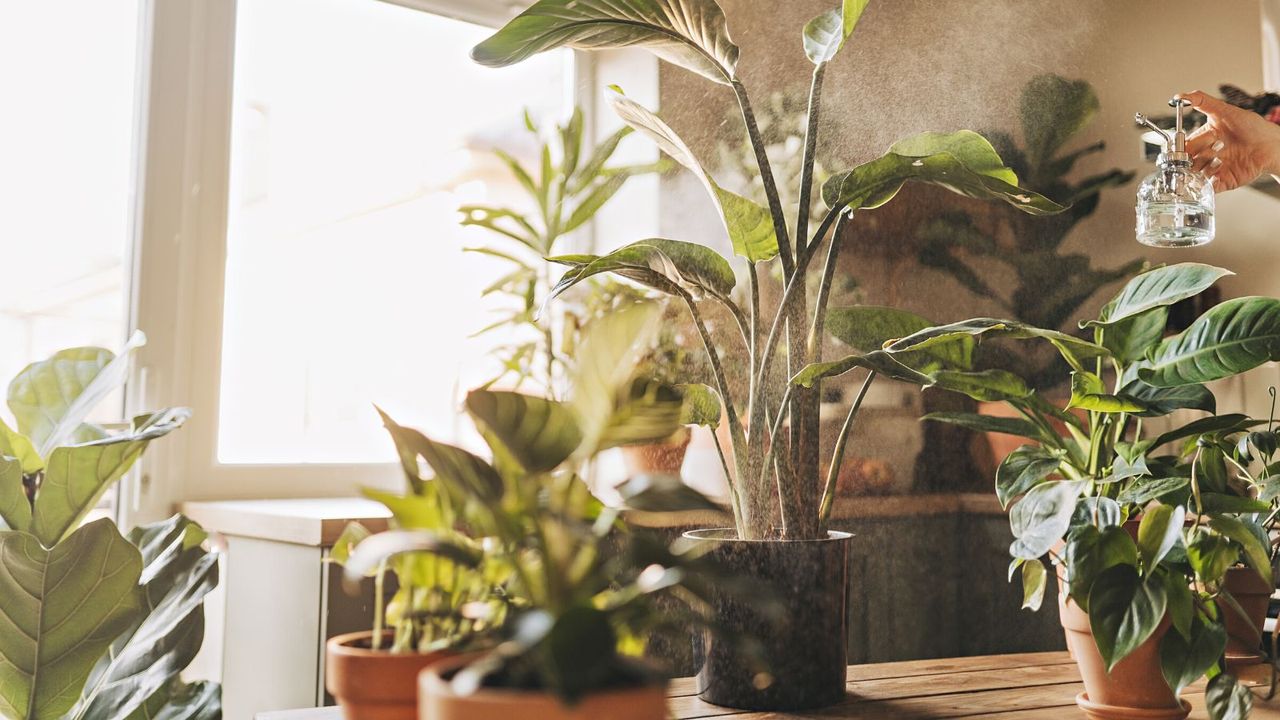 Misting a collection of house plants