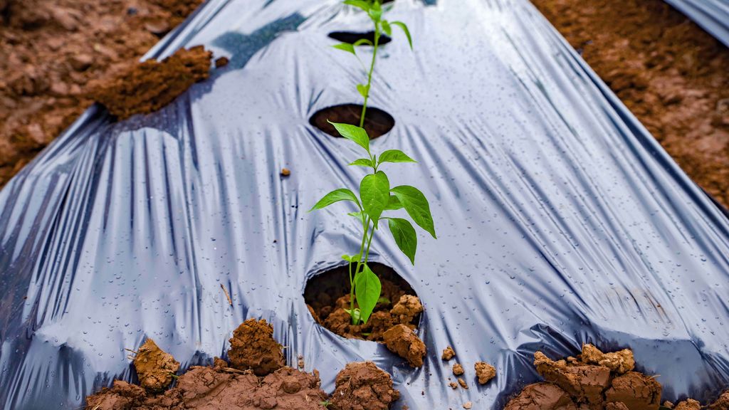 Here's when you should replace mulch — and why it's essential Tom's Guide