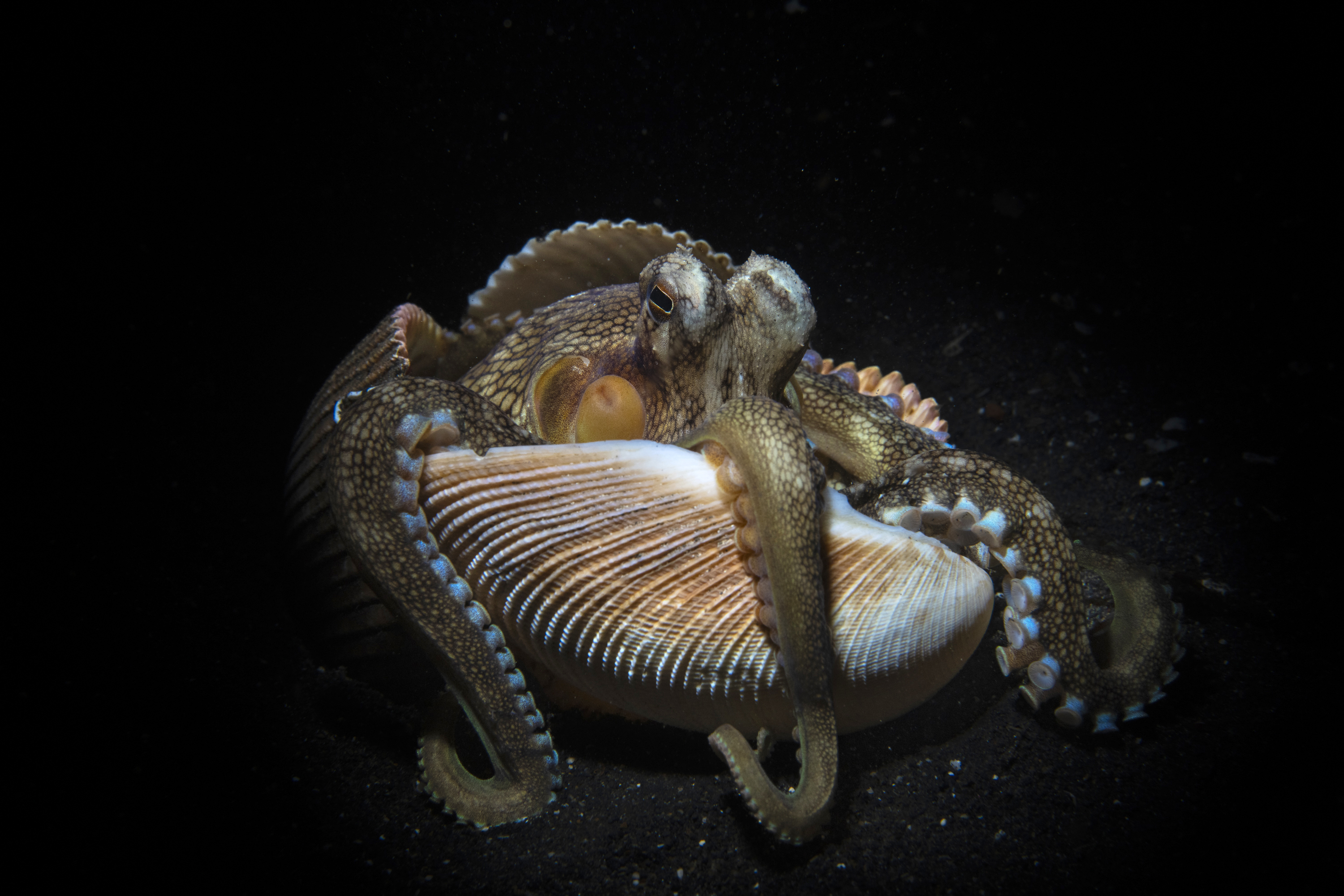 A coconut octopus clings to a shell, photographed by nature photographer Paul Nicklen in Indonesia in 2025.