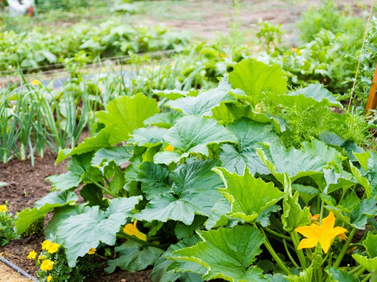 Common Companion Plants For Squash Gardening Know How
