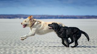 Two dogs running along the sandy beach — Best dog friendly beaches
