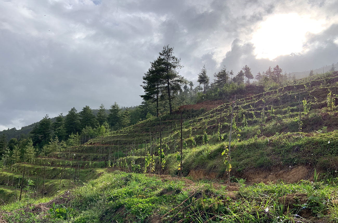 Bhutan vineyards