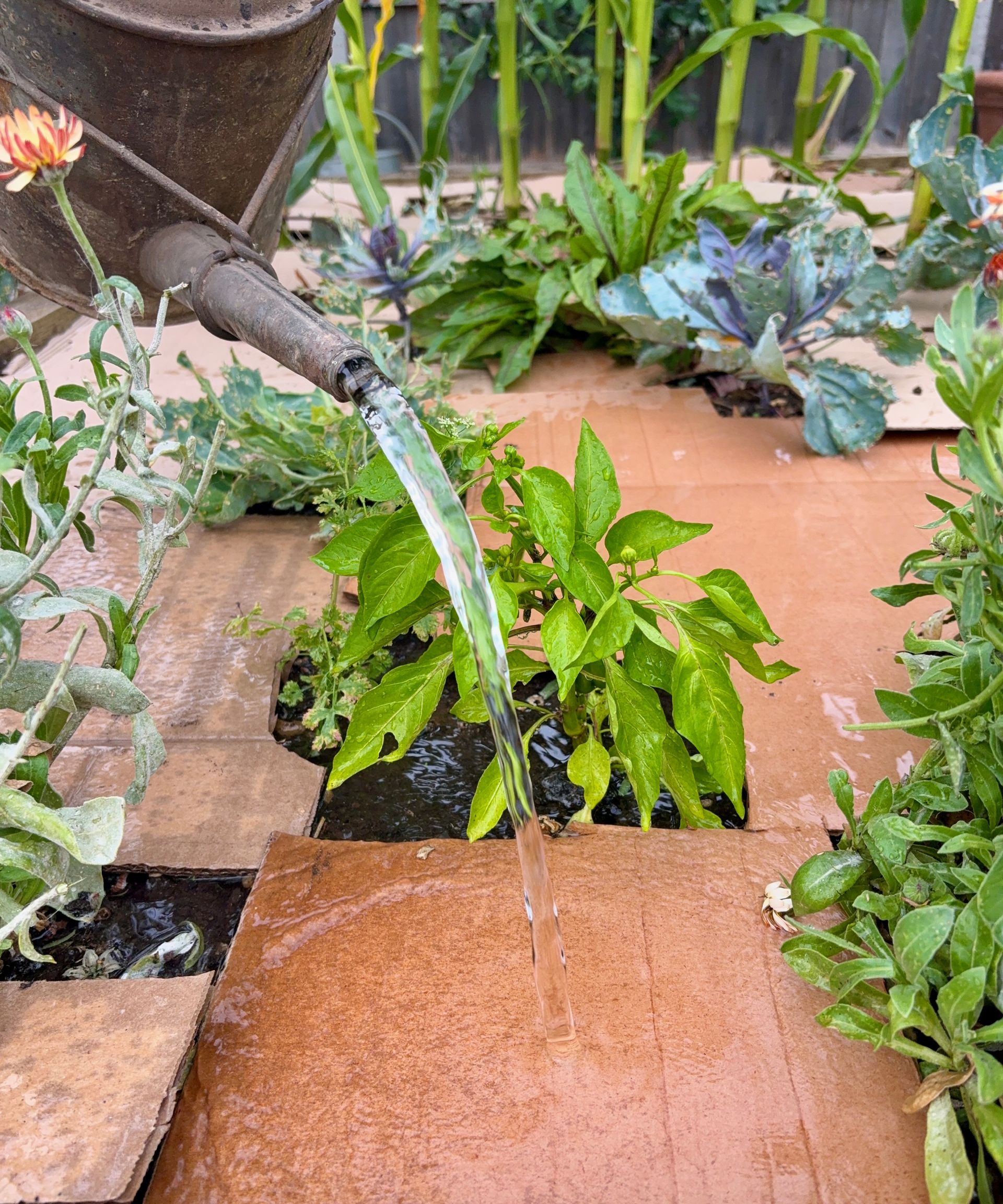 Watering a raised bed mulched with cardboard