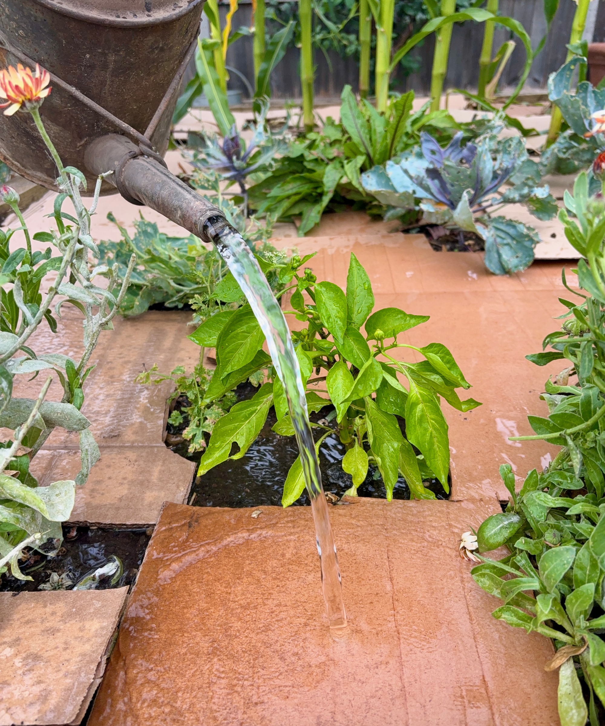 Watering a raised bed mulched with cardboard