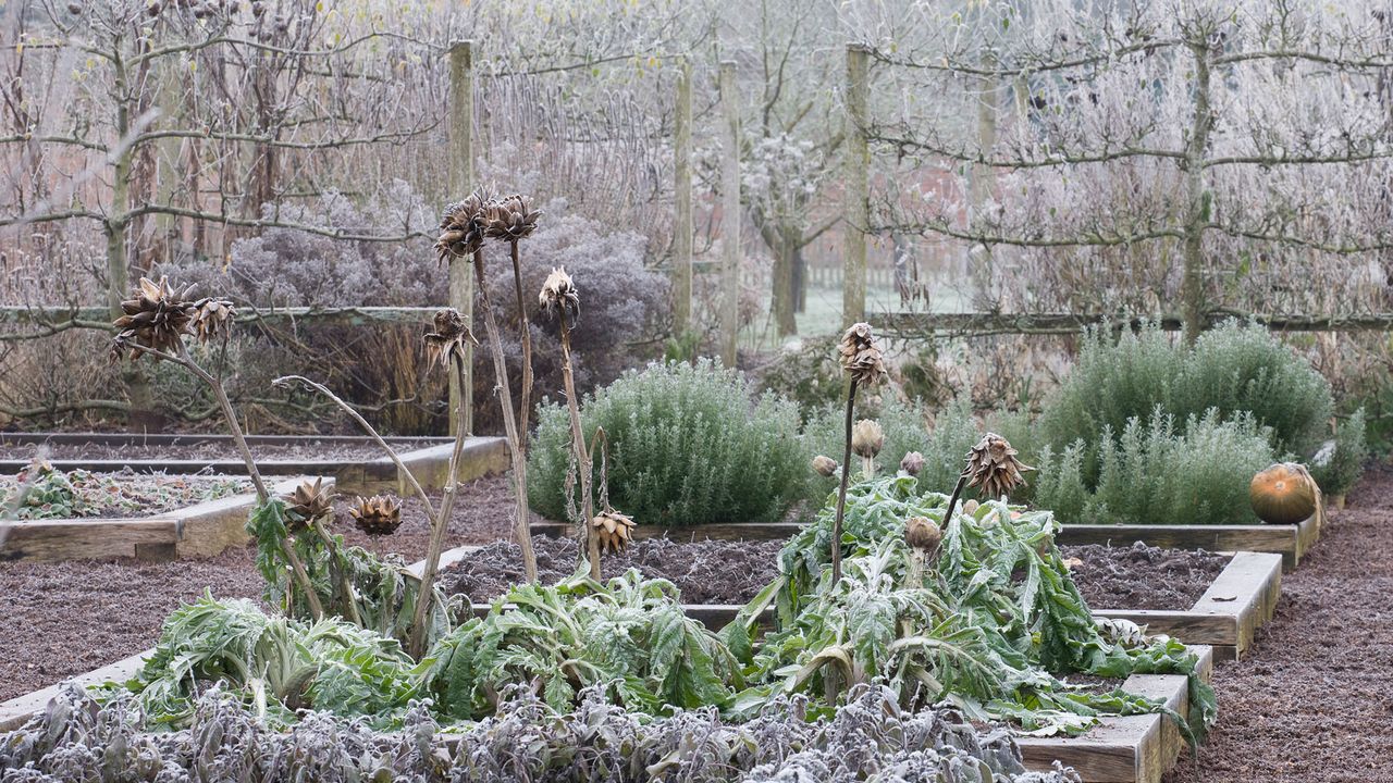 frost garden with cardoons