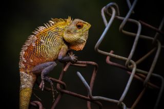Student stereotypes: Lizard on wire