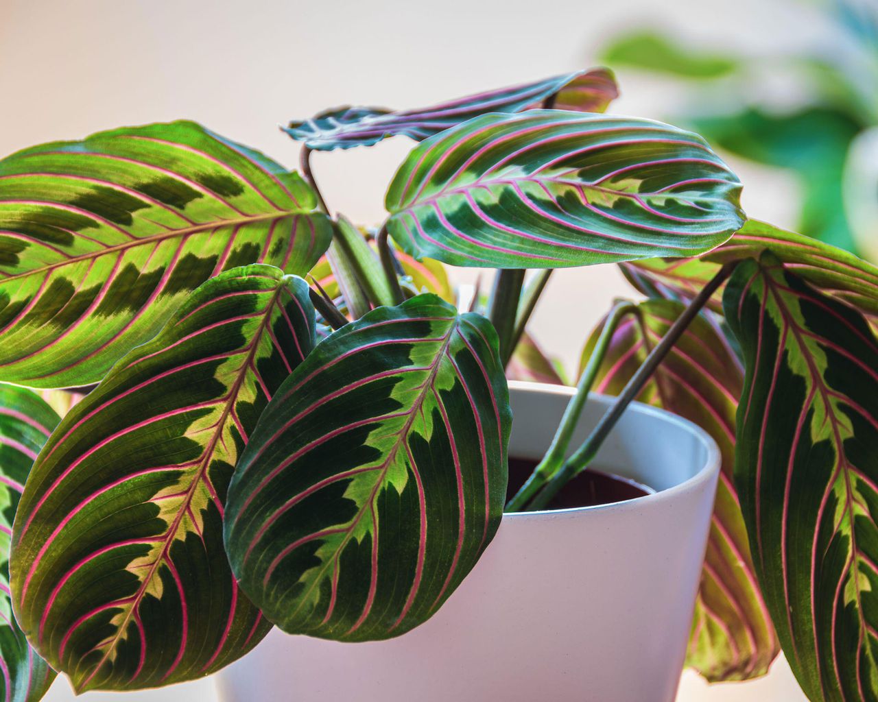 prayer plant or maranta: plant said to reduce CO2 levels in homes