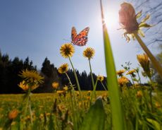 Spring meadow