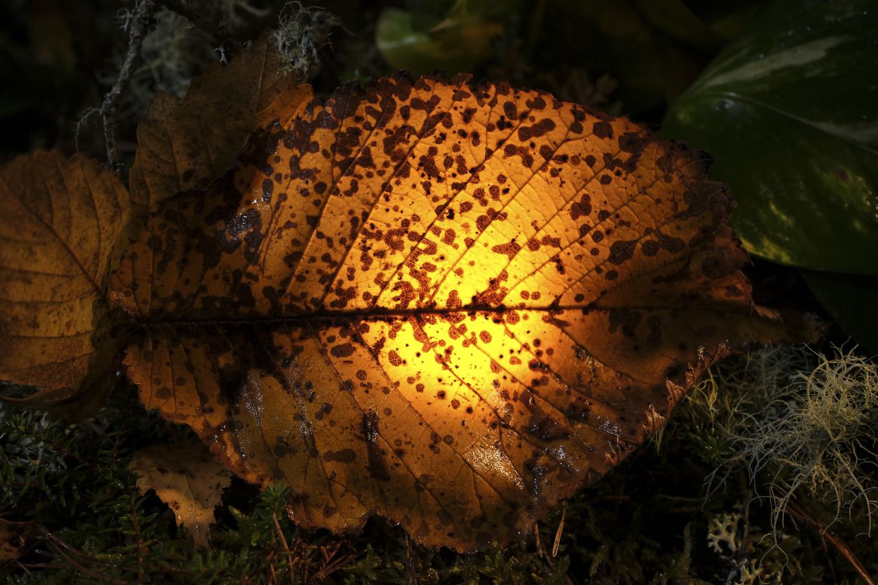 FUJINON XF30mmF2.8 R LM WR Macro sample images