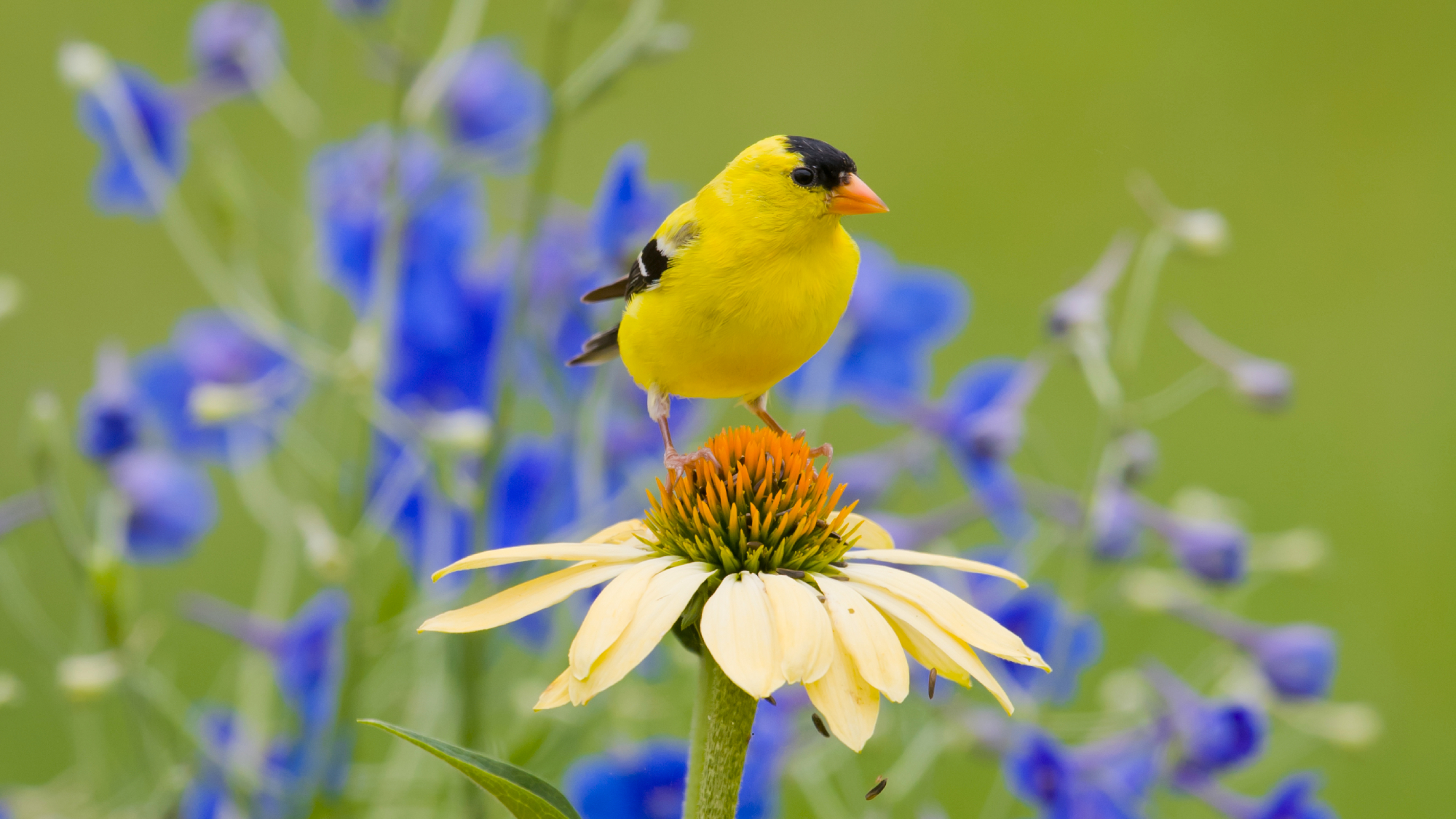 goldfinch sitting on a coneflower 