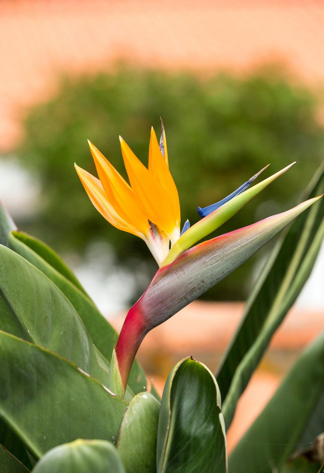 Bird Of Paradise Flower