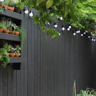 black wooden walls potted plant with bulb