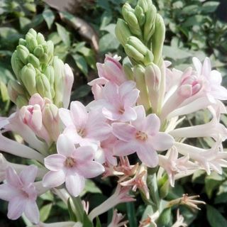 Tuberose flowers