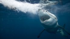 Underwater photo of a great white shark.
