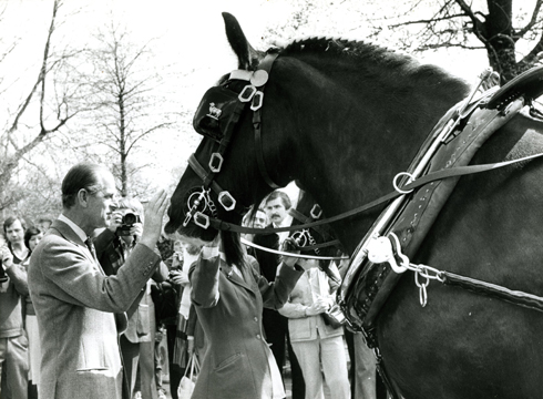 Hercules, one of a four-strong brewer’s team at the parade of London harness horses and ponies, is introduced to Prince Philip in Regent’s Park in 1979