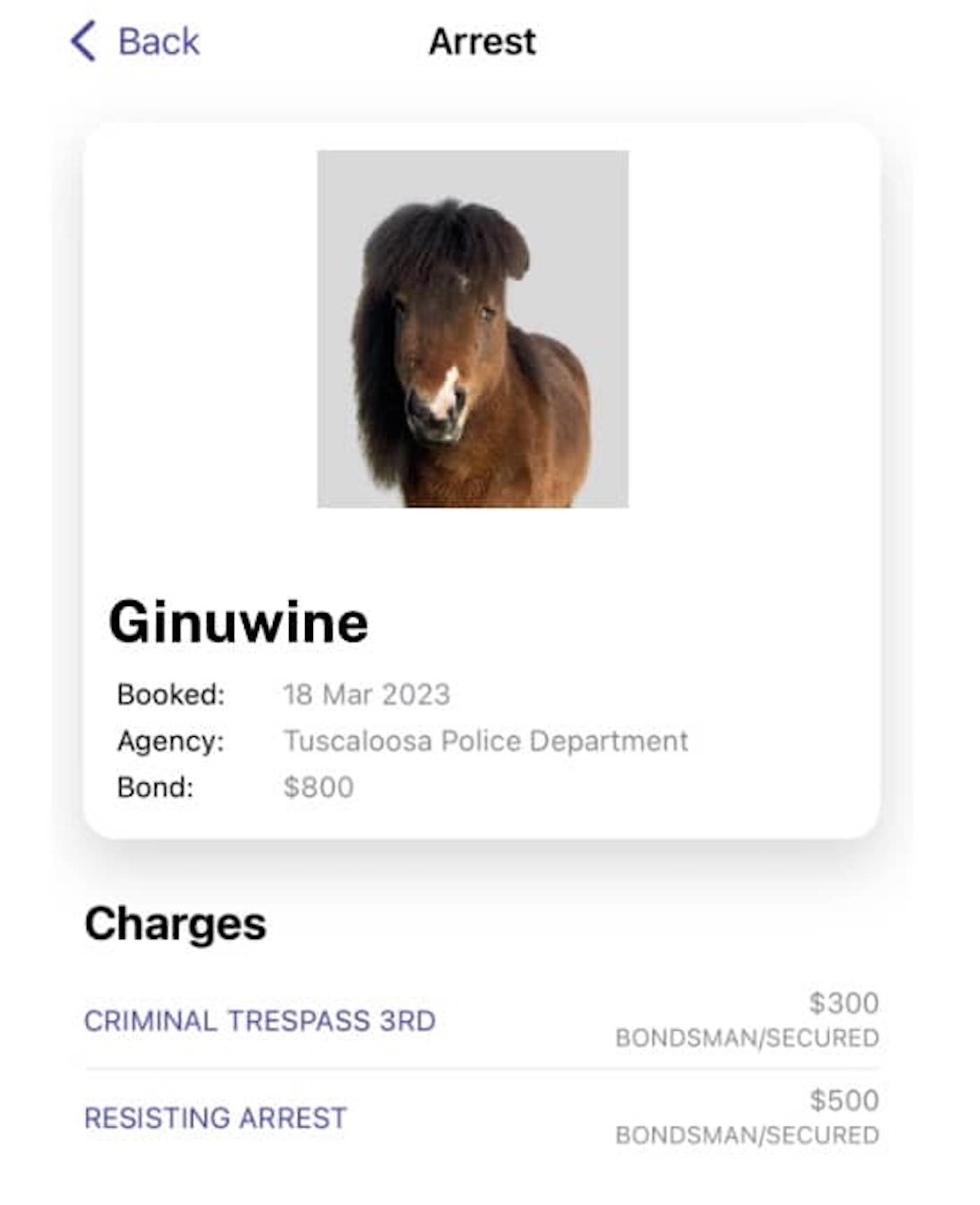 Pony2