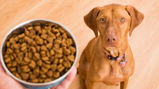 Hungry dog looking at bowl of dried dog food