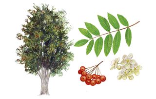 identifying british trees