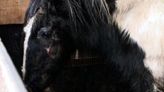 World Horse Welfare has launched a television advert to highlight the plight of horses in need