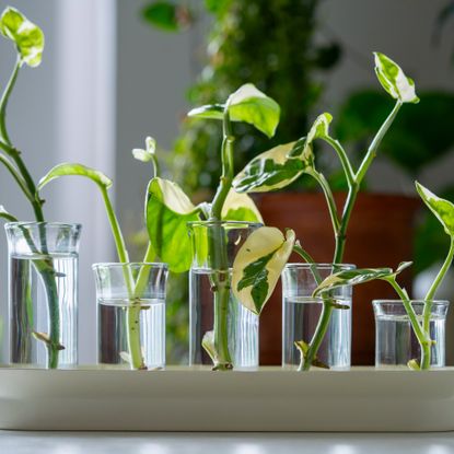 pothos cuttings in glasses filled with water