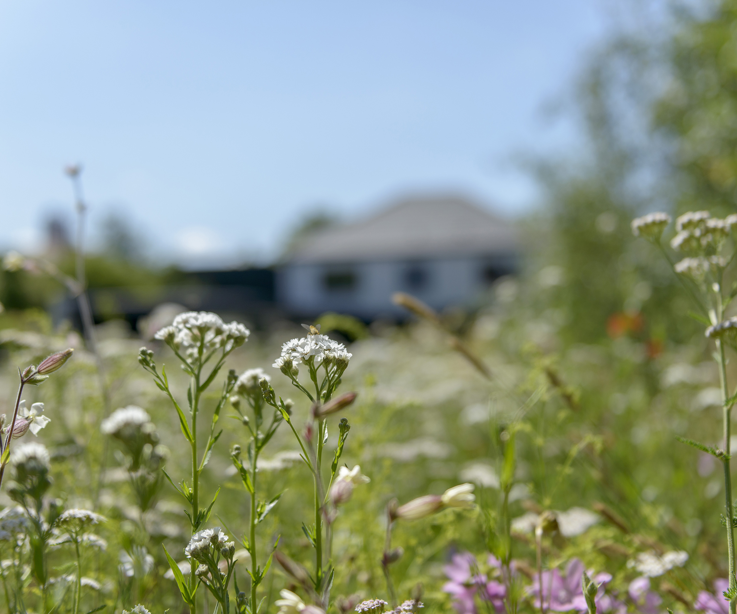 Wildflowers growing in a meadow in front of a newly renovated home