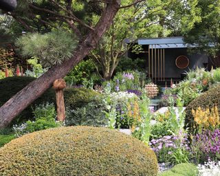 An example of Japanese garden ideas showing a range of plants, trees and flowers and a wonky pine tree trunk