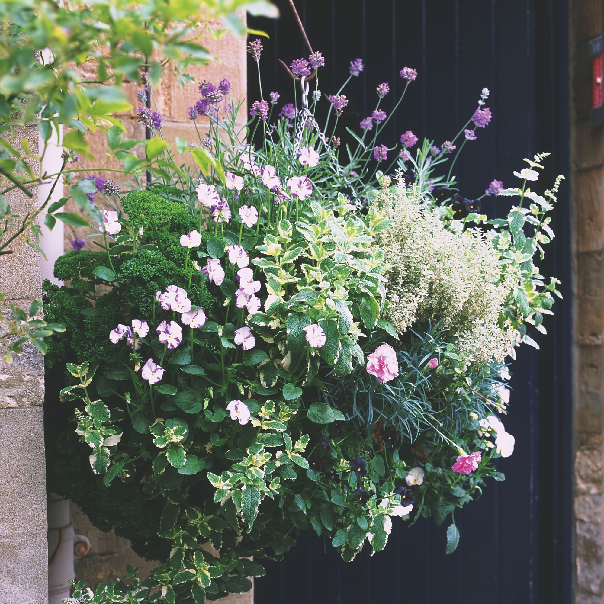 Hanging basket with lavender