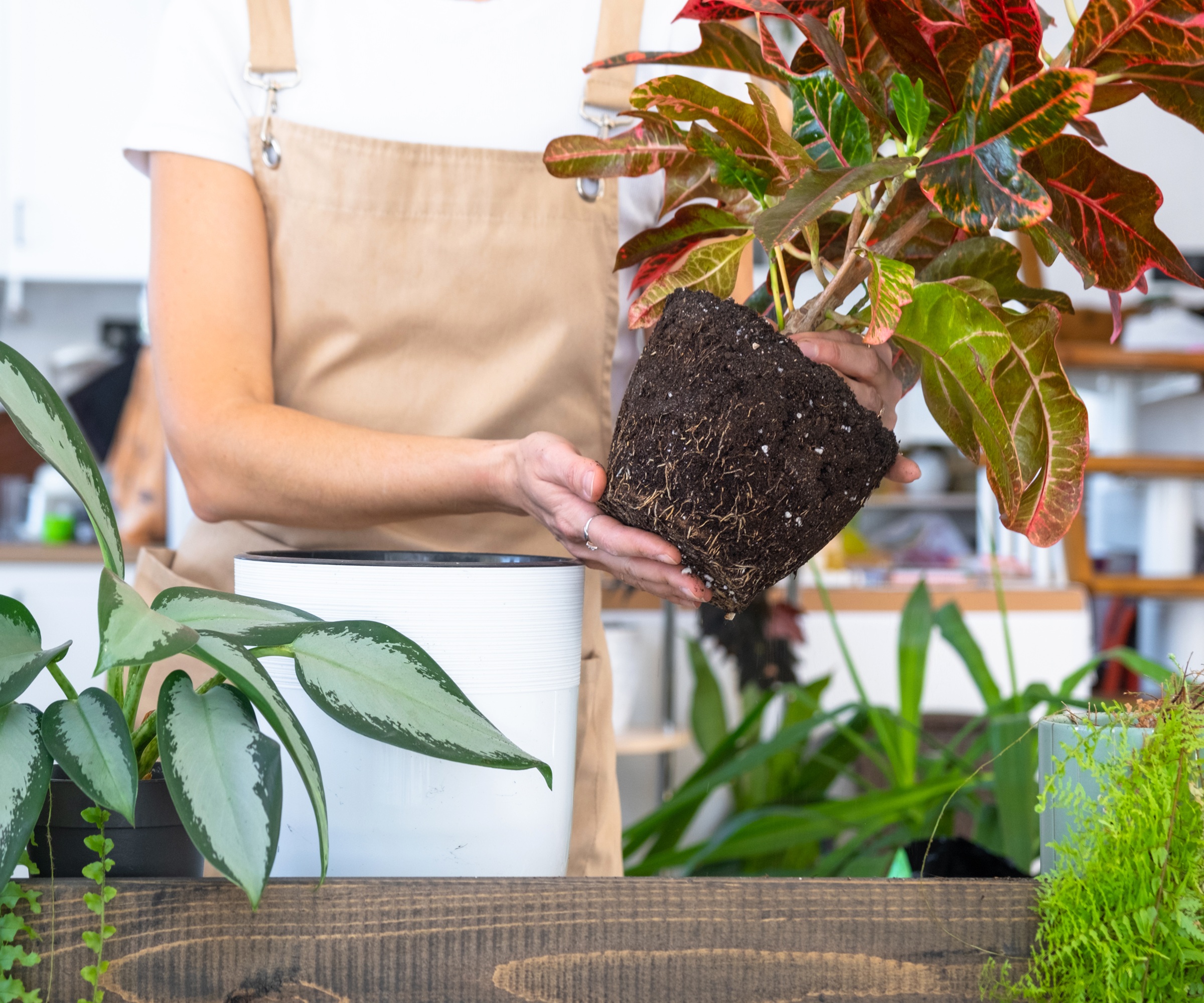 Repotting a croton