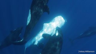 An orca hits the under side of a small whale shark, which has been flipped upside down for easier predation