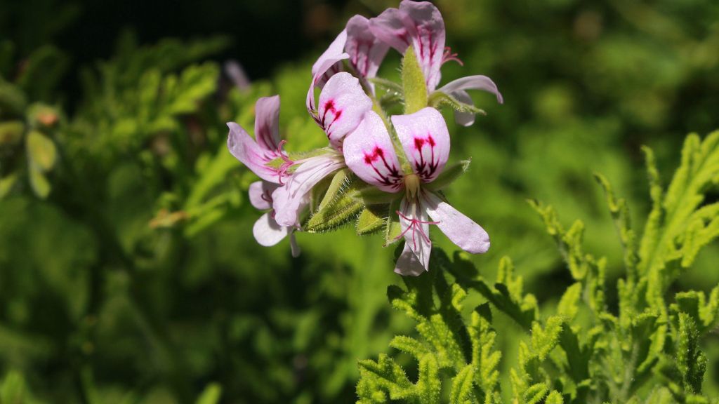 Scented geranium flowers