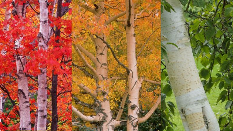 trees with white bark birch, asepn and Himalayan birch