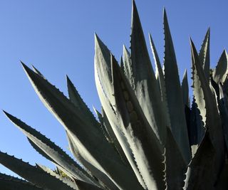 Agave plant with blue sky