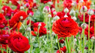 A bunch of persian buttercups