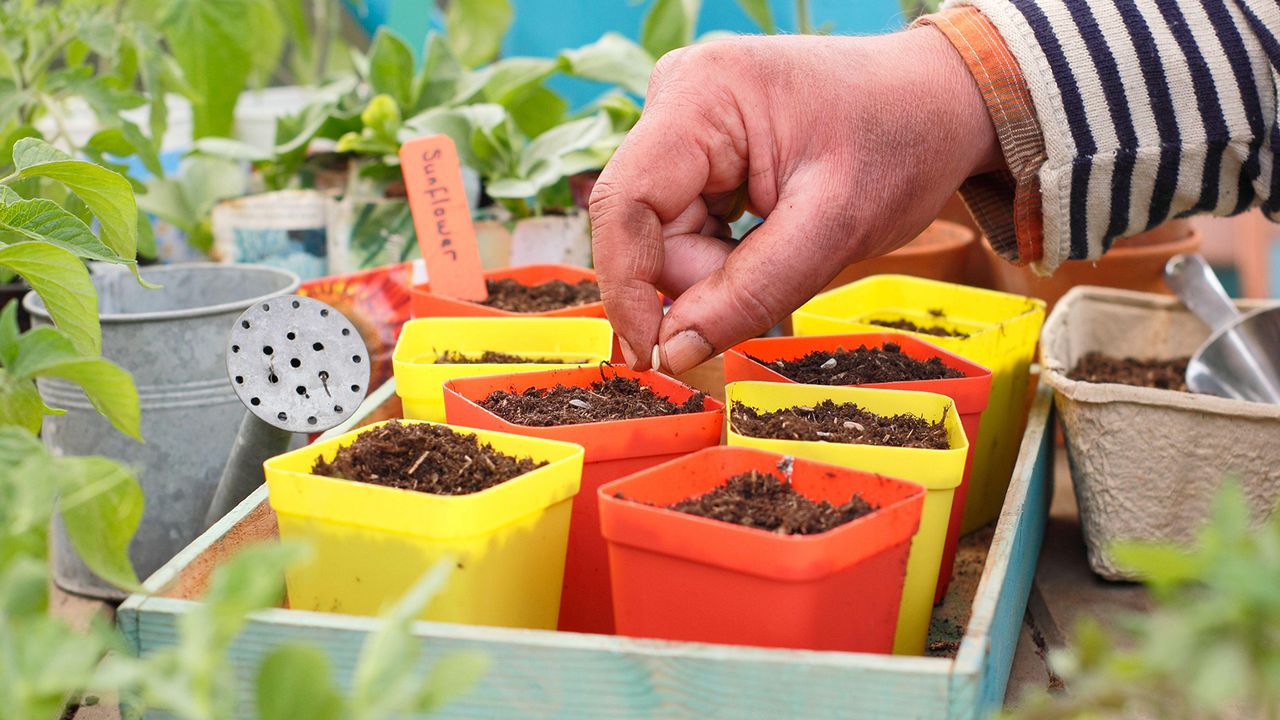 Gardener plants seeds into brightly colored pots