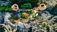 A rock garden with terracotta pots and alpine plants