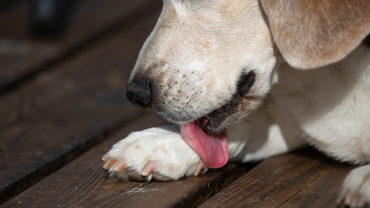 Dog licking paw