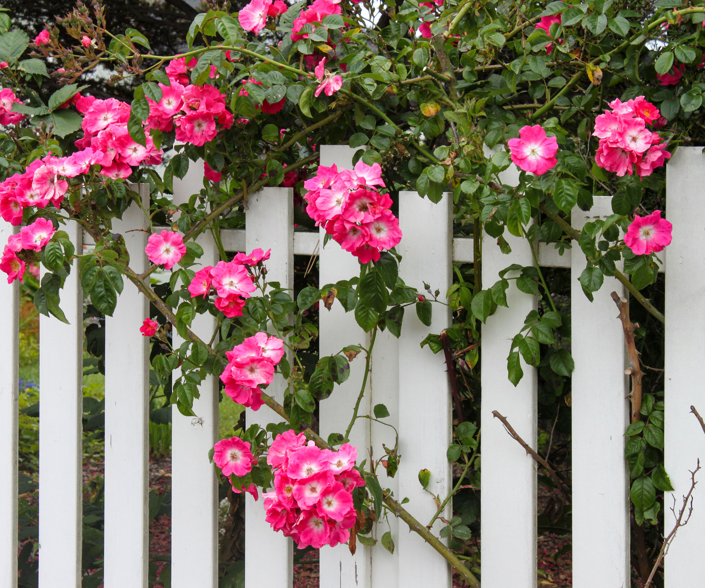 pink rose flowers against white fence