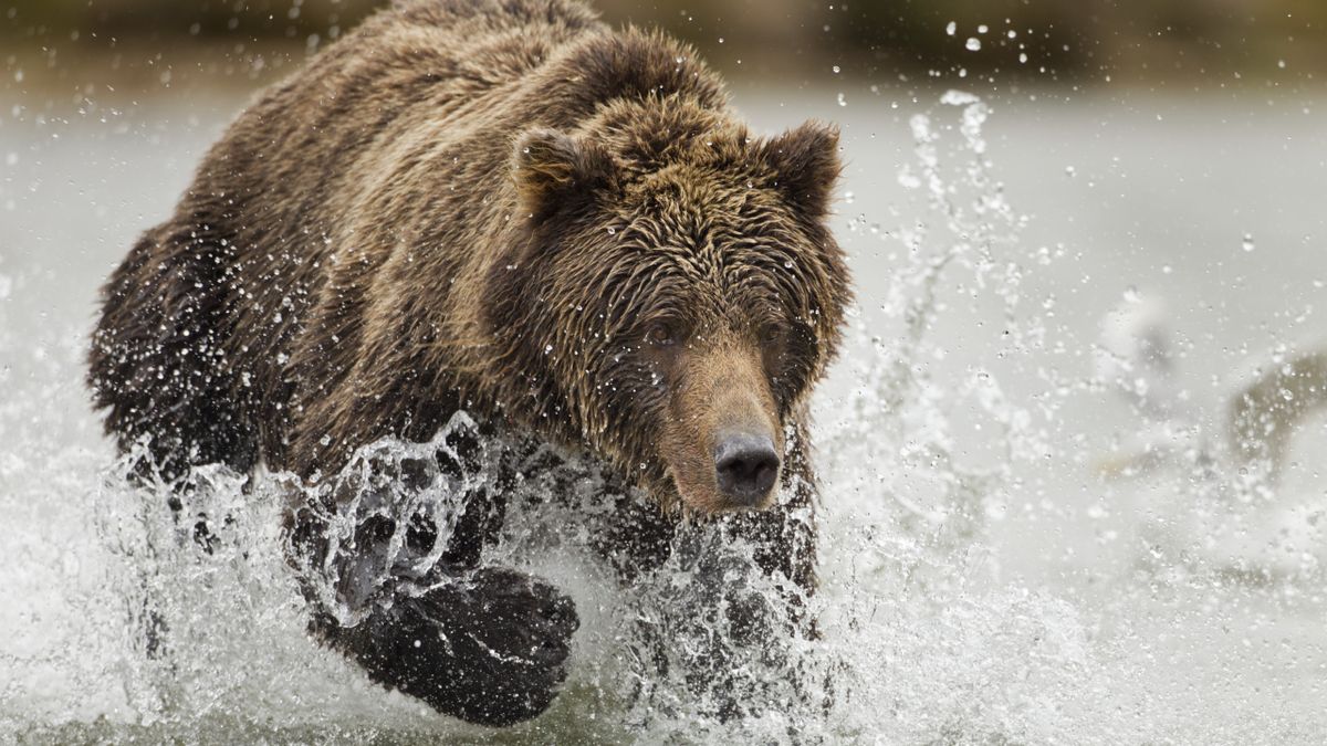 Grizzly bear running at Katmai National Park and Preserve, Alaska, USA